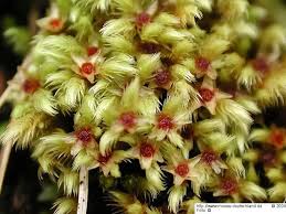 Attēlu rezultāti vaicājumam “Philonotis marchica macro”