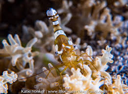 Attēlu rezultāti vaicājumam “Dianema nivale macro”