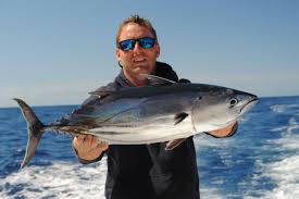 Image result for Katsuwonus pelamis