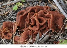 Attēlu rezultāti vaicājumam “Discina perlata”