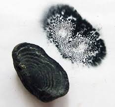 Attēlu rezultāti vaicājumam “Daldinia concentrica”