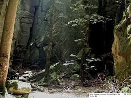 Attēlu rezultāti vaicājumam “Lophocolea coadunata”