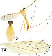 Attēlu rezultāti vaicājumam “Limoniidae”