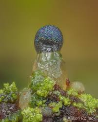 Attēlu rezultāti vaicājumam “Colloderma sp.”