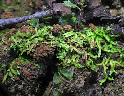 Attēlu rezultāti vaicājumam “Riccia canaliculata”