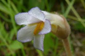 Attēlu rezultāti vaicājumam “Orobanche coerulescens flower”