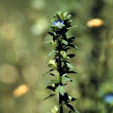 Attēlu rezultāti vaicājumam “Veronica arvensis flower”