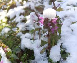 Attēlu rezultāti vaicājumam “Lamium purpureum leaf”