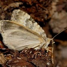 Attēlu rezultāti vaicājumam “Maculinea teleius underside”