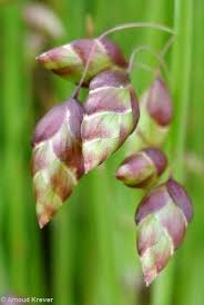 Attēlu rezultāti vaicājumam “Briza media flower”