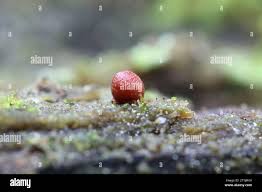 Attēlu rezultāti vaicājumam “Lycogala conicum”