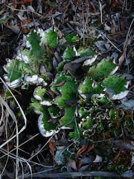 Attēlu rezultāti vaicājumam “Peltigera aphthosa”