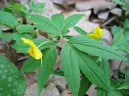 Attēlu rezultāti vaicājumam “Anemone ranunculoides leaf”