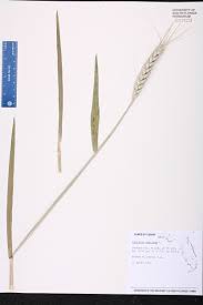 Attēlu rezultāti vaicājumam “Triticum aestivum”