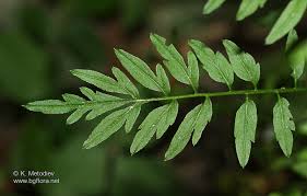 Attēlu rezultāti vaicājumam “Cardamine impatiens”