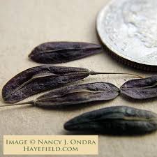 Image result for Isatis tinctoria