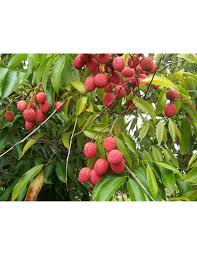 Image result for Litchi chinensis