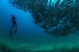 Image result for Tornado Divers