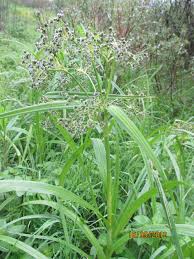 Attēlu rezultāti vaicājumam “Scirpus sylvaticus leaf”
