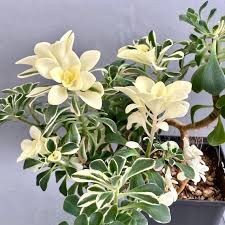 Image result for Aichryson