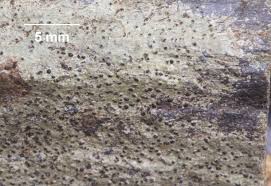 Attēlu rezultāti vaicājumam “Verrucaria hydrela”