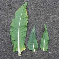 Attēlu rezultāti vaicājumam “Dipsacus fullonum”