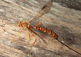 Attēlu rezultāti vaicājumam “Ichneumonidae imago”