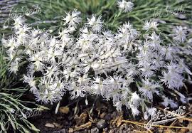 Attēlu rezultāti vaicājumam “Dianthus arenarius flower”