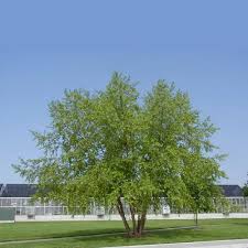 Attēlu rezultāti vaicājumam “Betula”