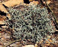 Attēlu rezultāti vaicājumam “Ramalina calicaris”