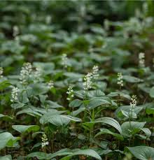 Attēlu rezultāti vaicājumam “Maianthemum bifolium leaf”