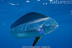 Image result for Coryphaena hippurus