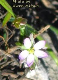 Attēlu rezultāti vaicājumam “Spergularia marina leaf”