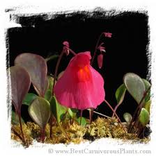 Attēlu rezultāti vaicājumam “Utricularia x neglecta flower”