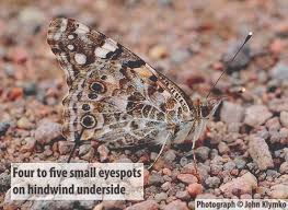 Attēlu rezultāti vaicājumam “Vanessa cardui underside”