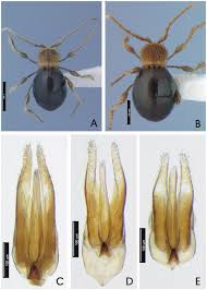 Attēlu rezultāti vaicājumam “Ptinus sp. male”