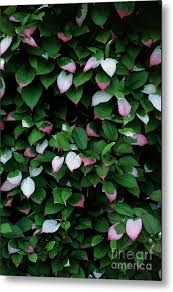 Attēlu rezultāti vaicājumam “Actinidia kolomikta”