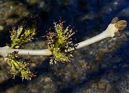 Attēlu rezultāti vaicājumam “Fraxinus excelsior bud”