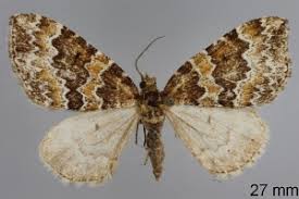 Attēlu rezultāti vaicājumam “Electrophaes corylata”