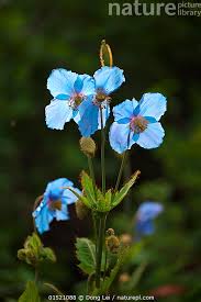 Image result for Meconopsis betonicifolia