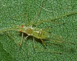 Attēlu rezultāti vaicājumam “Drepanosiphum platanoidis”