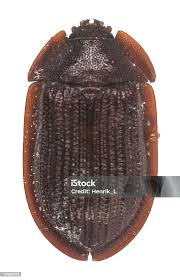 Attēlu rezultāti vaicājumam “Ostoma ferruginea”