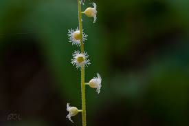 Attēlu rezultāti vaicājumam “Armeria vulgaris bud”