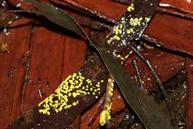 Attēlu rezultāti vaicājumam “Acalitus longisetosus”