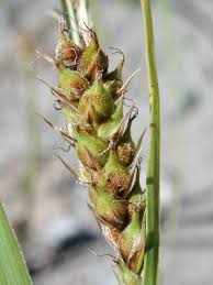 Attēlu rezultāti vaicājumam “Carex hirta female flower”