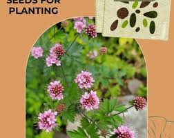 Attēlu rezultāti vaicājumam “Poterium sanguisorba flower”