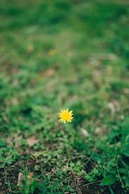 Attēlu rezultāti vaicājumam “Crepis tectorum flower”
