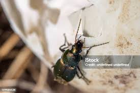 Attēlu rezultāti vaicājumam “Poecilus cupreus”