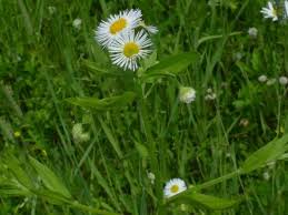 Attēlu rezultāti vaicājumam “Erigeron annuus”