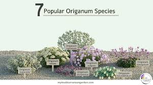 Attēlu rezultāti vaicājumam “Origanum vulgare bud”